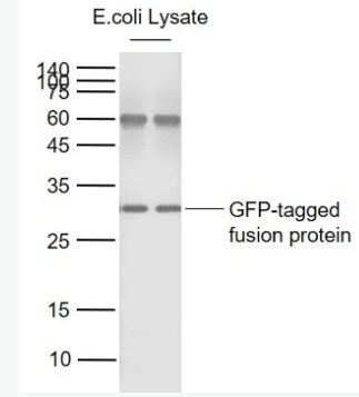 GFP 绿色荧光蛋白抗体