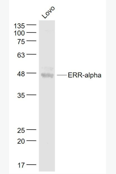 nti-ERR-alpha antibody-雌激素受体相关蛋白α抗体