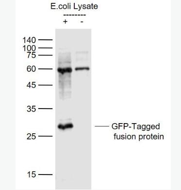 Anti-GFP antibody-绿色荧光蛋白抗体