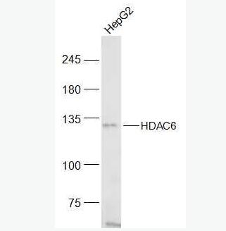 Anti-HDAC6 antibody-组蛋白去乙酰化酶6抗体