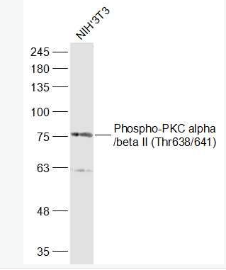 Anti-Phospho-PKC alpha (Thr638)  antibody-磷酸化蛋白激酶C α/β2抗体