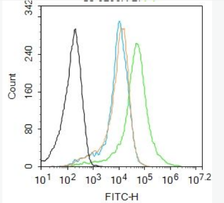 Anti-ARHGAP32 antibody-Rho GTP酶激活蛋白32抗体