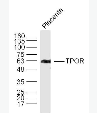 Anti-TPOR antibody-血小板生成素受体抗体