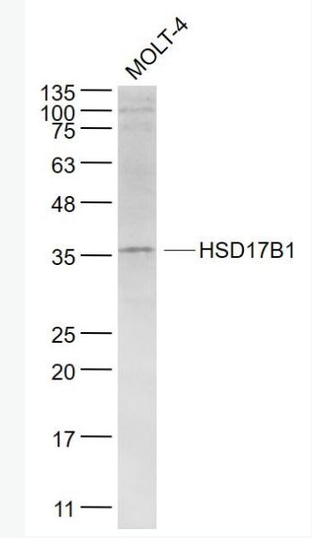 Anti-HSD17B1  antibody-羟类固醇脱氢酶17β-HSD抗体