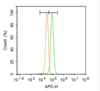 Anti-BDH1 antibody-3-羟丁酸脱氢酶抗体