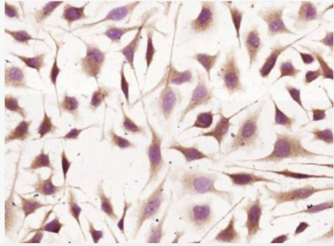 Anti-Laminin alpha 4 antibody-层粘蛋白α4抗体