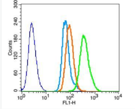 Anti-phospho-Brk (Tyr447) antibody-磷酸化酪氨酸蛋白激酶6/乳腺肿瘤激酶抗体