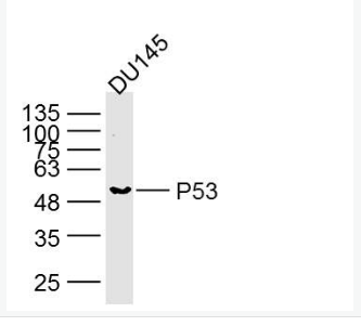 Anti-P53 antibody-P53单克隆抗体