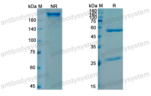 Research Grade Sutimlimab (DHC43601)