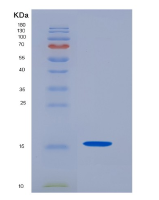 Recombinant Cluster Of Differentiation 7 (CD7)