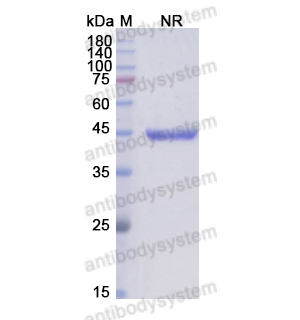 Research Grade Abciximab(DHC33301)