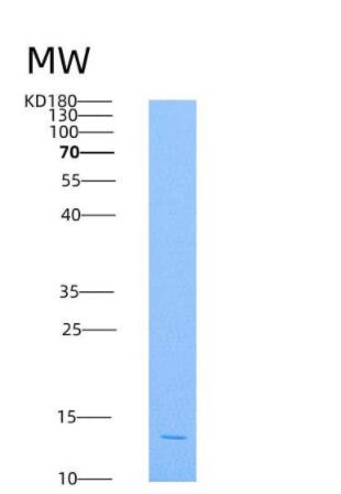 Recombinant Human HIST3H2A / Histone H2A Protein