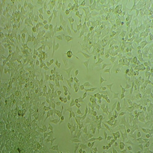 HFLS人成纤维样滑膜细胞