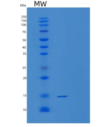 Recombinant Streptomyces Streptavidin Protein