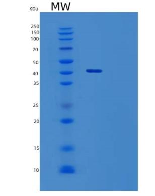 Recombinant Human Cytotoxic T-Lymphocyte Protein 4/CTLA-4/CD152 Protein(C-Fc)