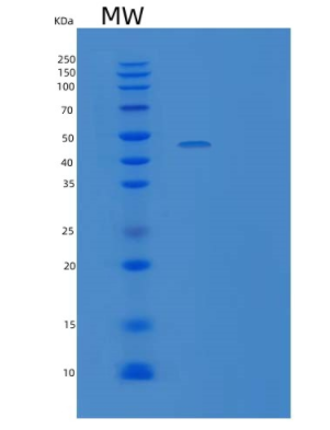 Recombinant Human CD27/TNFRSF7 Protein(C-Fc-6His)