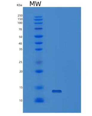 Recombinant Mouse / Recombinant Human / Rat / Cynomolgus / Canine BDNF Protein