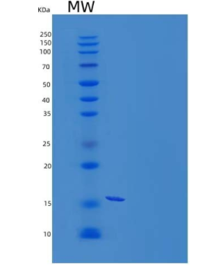 Recombinant Rat Granulocyte-Macrophage Colony-Stimulating Factor/GM-CSF Protein(C-6His)