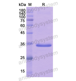 Recombinant Human CD133/PROM1, N-GST