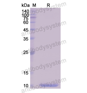 Recombinant Human PSCA, N-His