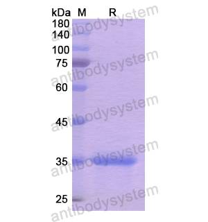 Recombinant Human CD205/LY75, N-His