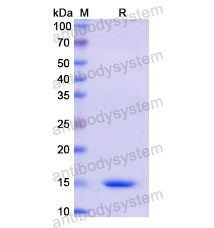 Recombinant Human CD160, N-His