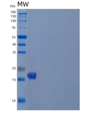 Recombinant Human Peptidyl-Prolyl Cis-Trans Isomerase-Like 1 Protein