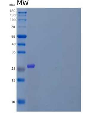 Recombinant Mouse M-CSF/CSF1 Protein