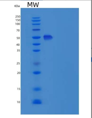 Recombinant Mouse ICAM-2 / CD102 Protein (Fc tag)(Fc tag)