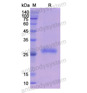 Recombinant Human GLI1, N-His