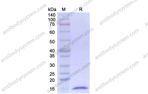 Recombinant Human FGF2/bFGF, C-His