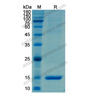 Recombinant Human SAA1, N-His