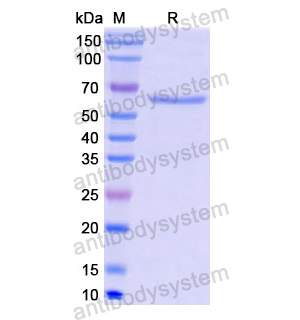 Recombinant Human CD143/ACE, N-GST