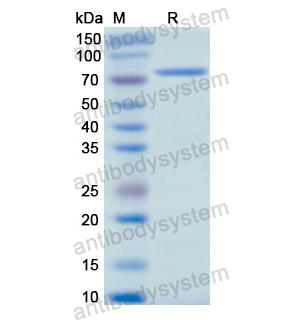 Recombinant Human SCG2, N-His