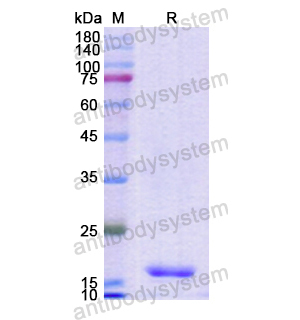 Recombinant Human H2AX, N-His