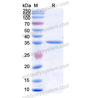 Recombinant Human HLA-G, N-GST