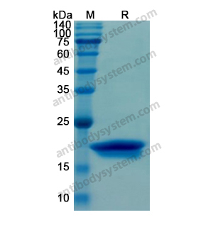 Recombinant Human ORM2, N-His