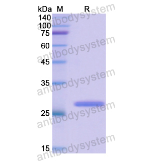 Recombinant Human CD50/ICAM3, N-His