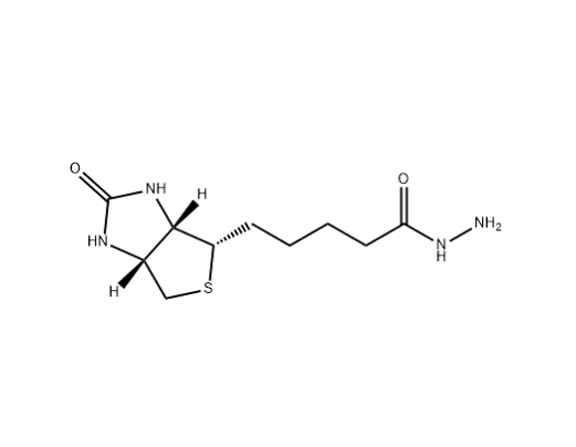 生物素酰肼