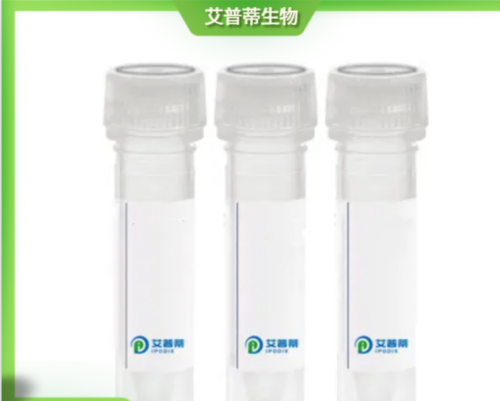 KEAP1抗体；KEAP1 antibody 艾普蒂生物        