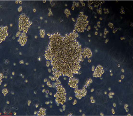 小鼠胸腺上皮细胞MTEC1，ATCC细胞