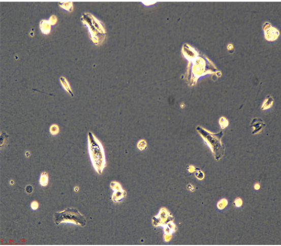 人乳腺导管癌细胞HCC1419，ATCC细胞