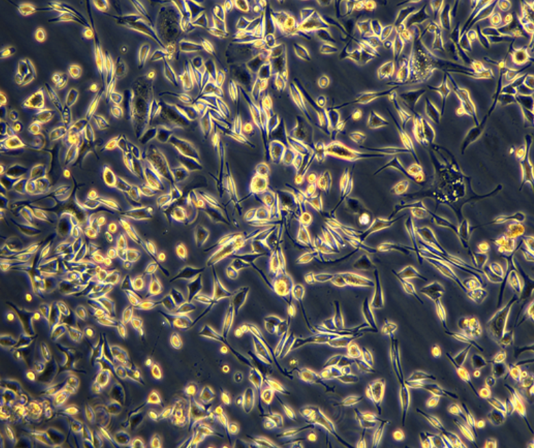 小鼠骨骼肌肌肉母细胞Sol8，ATCC细胞