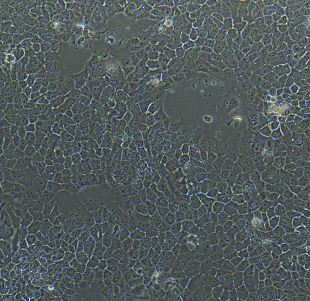 人胰腺癌细胞Colo357，ATCC细胞