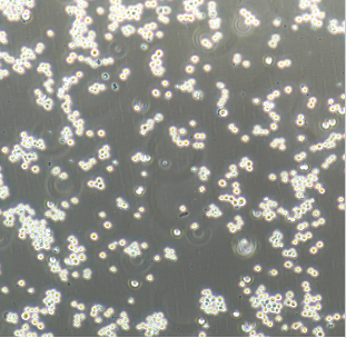 人神经内分泌分化的结肠癌细胞上皮细胞LCC18，ATCC细胞