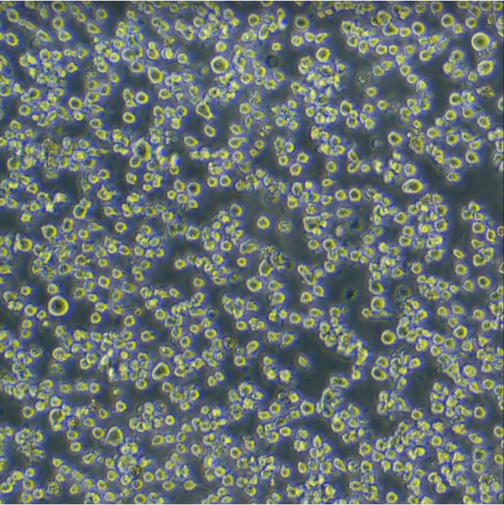 HMC1人肥大细胞HMC-1 Cell 