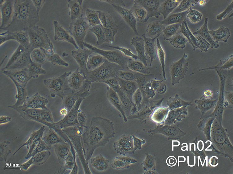 大鼠肾足细胞Ratpodocyte